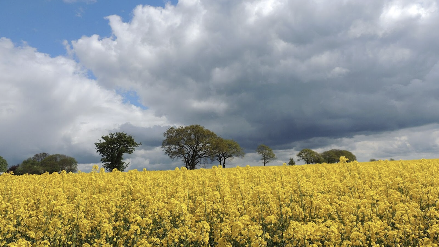 Vibrant yellow rapeseed flowers blanket a field under a dramatic sky where dark storm clouds gather above. In the background, a line of sparse trees stands out against the cloudy backdrop